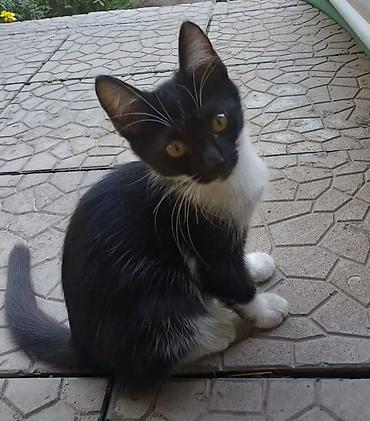 сколько стоят котята: Котята домашние, ласковые и игривые. Несколько окрасов на выбор: - — 5
