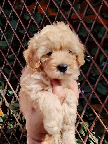 obuca ps: Dostupni za preuzimanje MALTIPOO prelepi, razigrani stenci, 4 decaka — 3