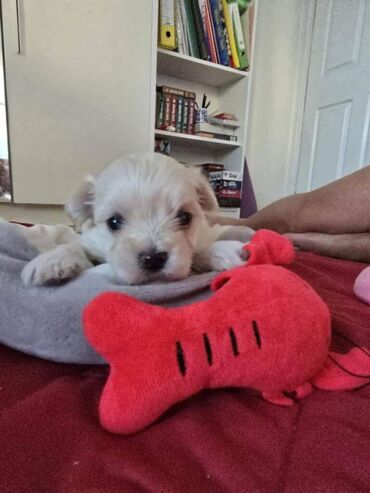 Psi: Štenci havanskog bišona šampionskog porekla iz registrovane — 10