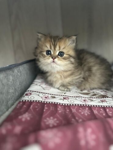 Pişiklər: Şinşilla, Dişi, Erkək, Yaxşı əllərə, Ödənişli çatdırılma, Ünvandan götürmə, Pulsuz çatdırılma — 6