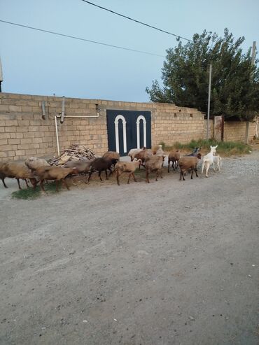Qoyunlar, qoçlar: Dişi, Qala, il: 1, Damazlıq