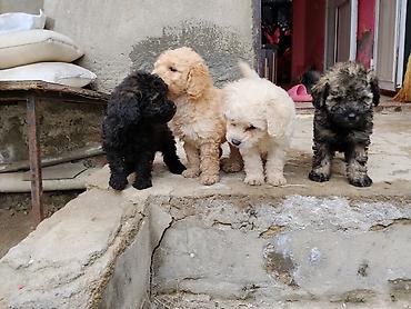 İtlər: Pudel — 5