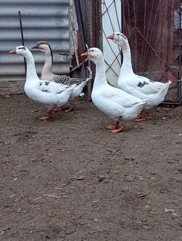 Qazlar: Qazlar satılır – həm ətlik, həm də damazlıq məqsədlər üçün — 9