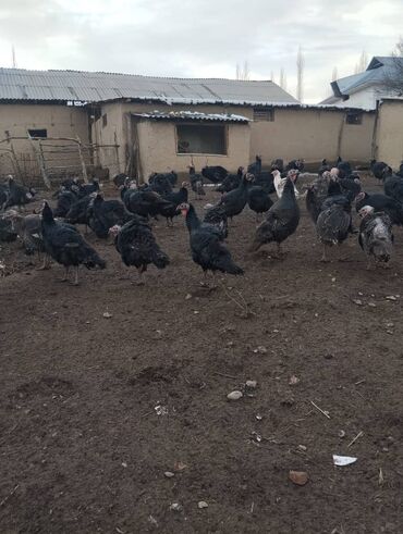 Индюки: Продаю | Индюшка (самка) | Северокавказская | Для разведения | Племенные at lalafo.kg — 2 Индюки: Продаю | Индюшка (самка) | Северокавказская | Для разведения | Племенные — 2