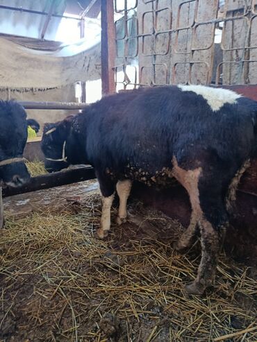 Коровы, быки: Продаю | Бык (самец) | Полукровка | На откорм | Привязанные — 1