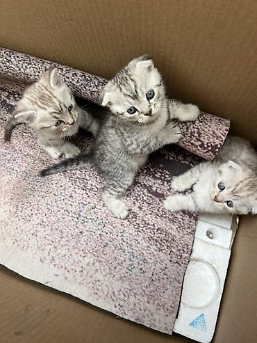 Продажа кошек: Шотландский вислоухий котёнок (Scottish Fold) - Окрас: серебристый — 7