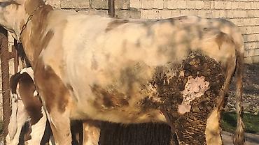 Inəklər, öküzlər: Dişi, Simental, il: 3, 450 kq — 11