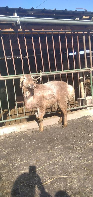 Баран, овца: Продаю | Баран (самец) | Для разведения | Племенные — 7