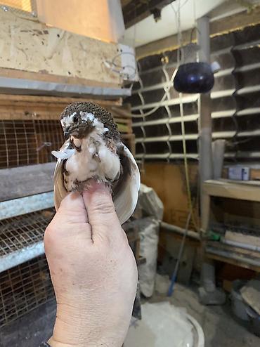 Другие с/х животные: Китайские расписные перепелки - Породы/окрасы: смешанные – тёмные — 11