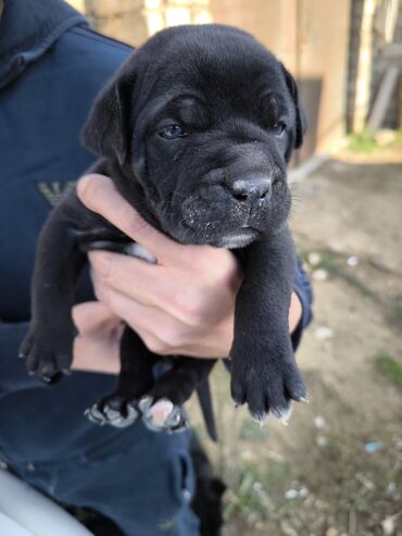 İtlər: Kane-Korso, 1 ay, Dişi, Peyvəndli, Ünvandan götürmə