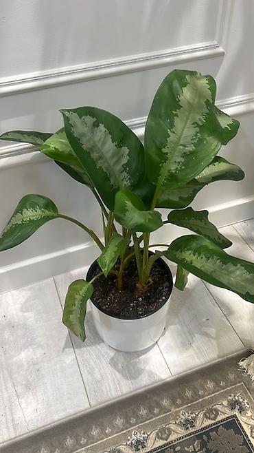 Диффенбахии: Комнатные растения в декоративных горшках - Диффенбахия крупнолистная — 31