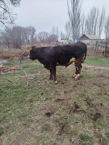 Коровы, быки: Продаю | Бык (самец) | Для разведения | Племенные — 21