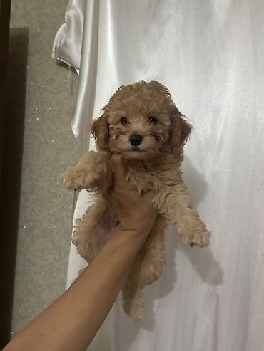 spic it: Pudel, 2 ay, Erkək, Ödənişli çatdırılma — 5