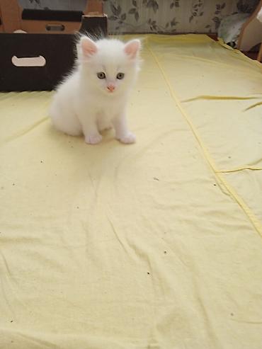 котенок британец белый: Белоснежный котёнок с пушистой шерстью и розовым носиком. Окрас — 1