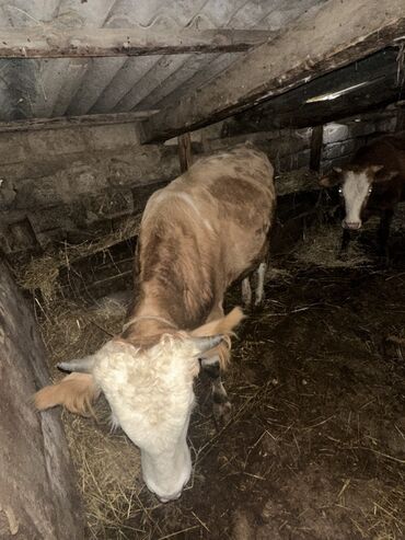 Inəklər, öküzlər: Erkək, il: 1, 100120 kq, Damazlıq, Ətlik, Ünvandan götürmə — 10