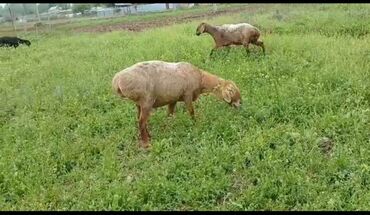 Бараны, овцы: Продаю | Овца (самка) | Гиссарская, Арашан | Для разведения | Матка