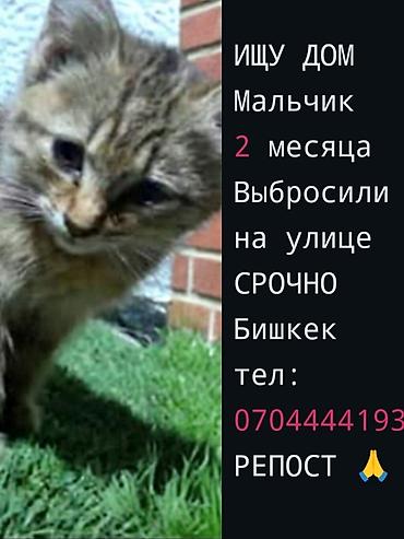 Мышыктар: 2 айлык, Эркек — 2