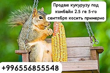 Кукуруза под комбайн. Площадь — 2,5 га. Предполагаемая дата уборки —
