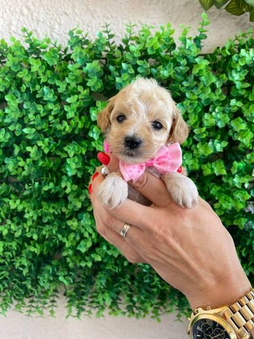 Psi: Odgajivacnica pasa "Happy Puppies" ima u ponudi prelepe stence — 1