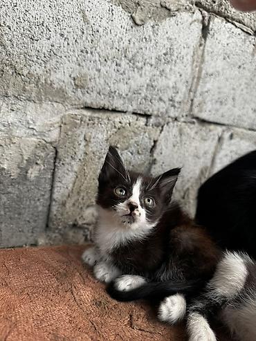 Мышыктар: Котята, домашние отдам в добрые руки - Помет очаровательных котят с — 2