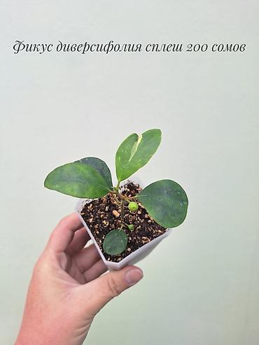 Бөлмө өсүмдүктөрү: 🌿 Фикусы разных сортов в продаже. Названия сортов и цены указаны на — 3