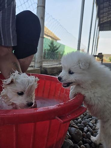 İtlər: Samoyed, Peyvəndli — 7