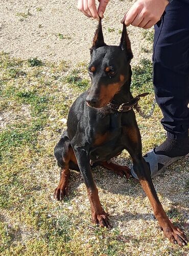 İtlər: Doberman, 1 il, Dişi, Peyvəndli, Ödənişli çatdırılma