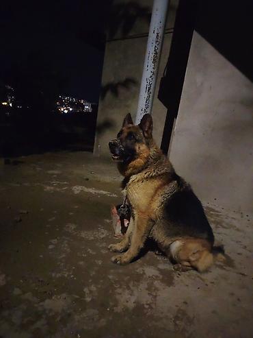 itlər bala: Alman çoban iti, 3 il, Erkək, Cütləşmə üçün — 1