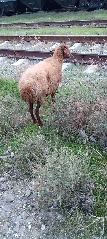 pişik cins: Yaslşli qoyundu qoc icində olub bogazligim dəqiq deyə bilmərəm istəyən — 1