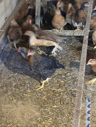 Cücələr: Toyuq cücələri, Ətlik — 8