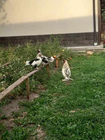 сколько стоит 1 кг домашних пельменей: Продаю карлики две курицы и один петух