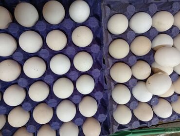 Yumurta: Təzə toyuq yumurtaları satışdadır. Bu yumurtalar müxtəlif yeməklər