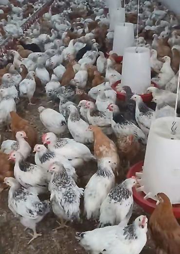 xarkov toyuqları satışı: Toyuqlar satilir coxlu yumurta verir eldedir ve hamisi saglamdir 100 e — 3