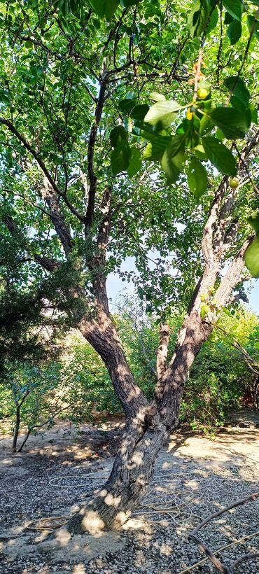 Torpaq sahələrinin satışı: 8 sot, Tikinti, Mülkiyyətçi, Kupça (Çıxarış) -da lalafo.az — 15 Torpaq sahələrinin satışı: 8 sot, Tikinti, Mülkiyyətçi, Kupça (Çıxarış) — 15