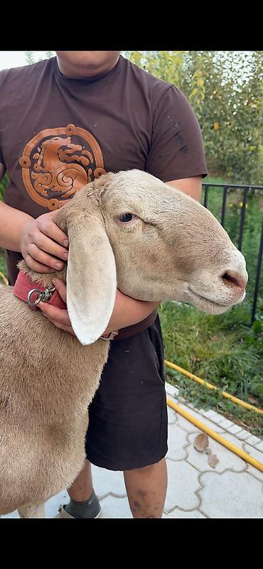 Продам с/х животных: Продаю | Баран (самец) | Для разведения — 1