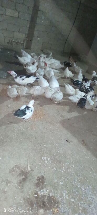 Ördəklər: Erkək, Ətlik — 8