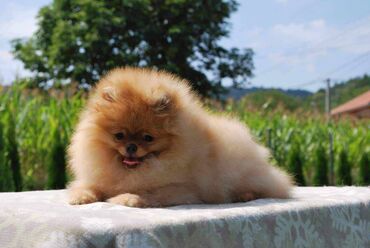 Psi: Oduševićemo vaša srca predivnim Pomerancima iz našeg pažljivo — 13