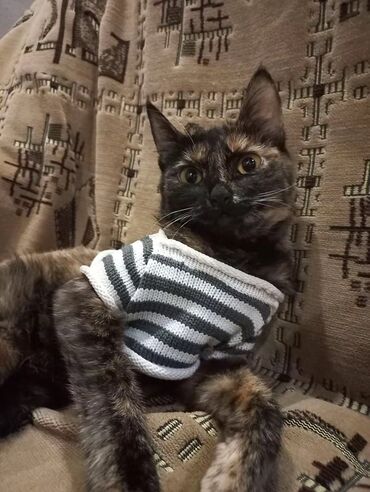 цена на пшеницу на сегодня за наличку: 3 года, Девочка, Приучена к лотку, С документами