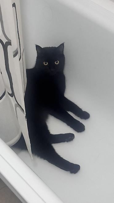 Отдам даром кошку: 3 года, Мальчик, Кастрирована, Метис, Приучена к лотку — 3