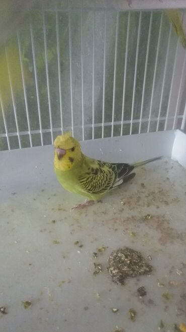 Tutuquşları: Tutuquşları — 5