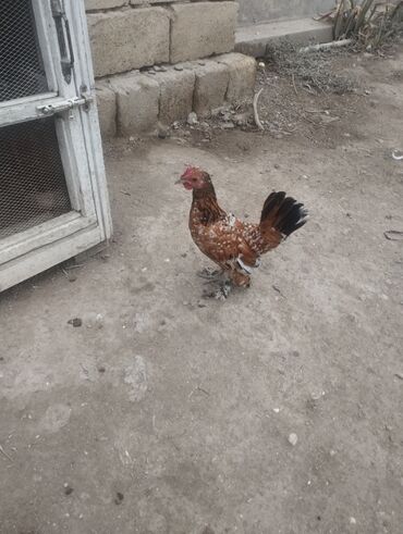 Аквариумные аксессуары и принадлежности: 5 ədəd.4 aylıq yaponkalar satılır.4 beçə.1 fərədi.tam sağlamdılar.tək