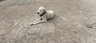 İtlər: Alabay, 2 il, Erkek — 11