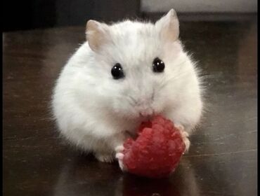 Gəmiricilər: 🐹 Hər növ xamyaklar və aksesuarlar satışda! 🐭 ✨ Bizdə cunqariklər — 10