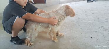 Собаки: Продаю порода русский спаниель 11 месяцев щенок умный знает команды