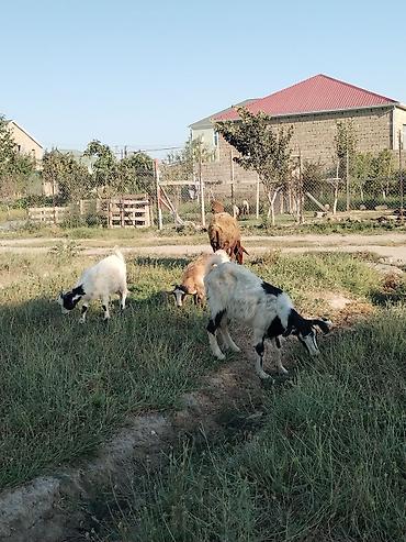 keci heyvan: Bu Qiymətə keci yoxdur 1 ana 2 bala 500 manata ana 1 ci qarin dogub — 4