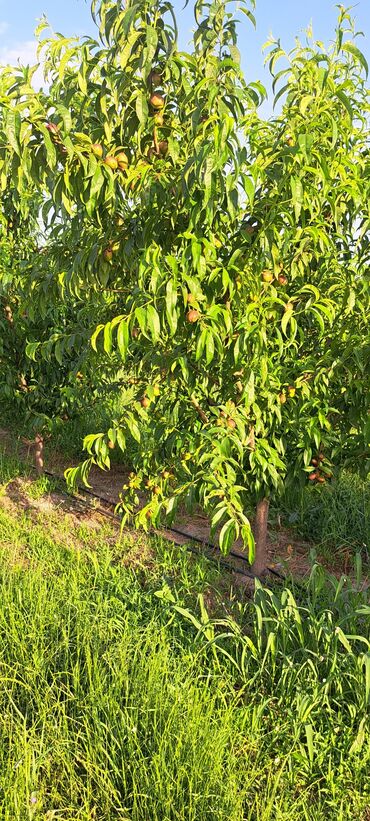 hind qozu agaci: Sıralı şəkildə əkilmiş, bol meyvəli şaftalı ağacları. Ağaclar düzgün