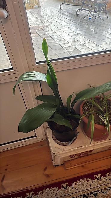 Otaq bitkiləri: Her cure guler var veregliyin baxin ancag xanimlara satiş olur Gencedi — 42