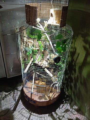 Животные: Unikal şaquli terrarium/volyer – dekorativ ağac gövdəsi və təbii — 5