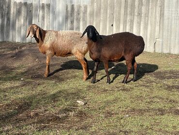 Бараны, овцы: Продаю | Овца (самка), Ягненок, Баран (самец) at lalafo.kg — 13 Бараны, овцы: Продаю | Овца (самка), Ягненок, Баран (самец) — 13