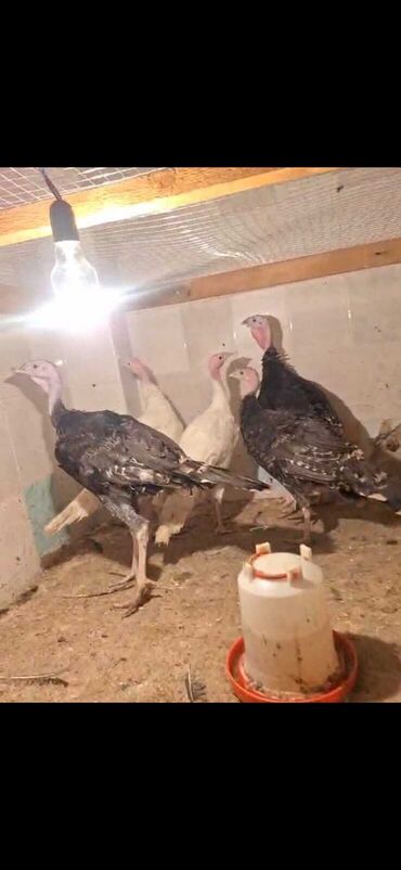 Kənd təsərrüfatı quşları: Dişi, Ətlik